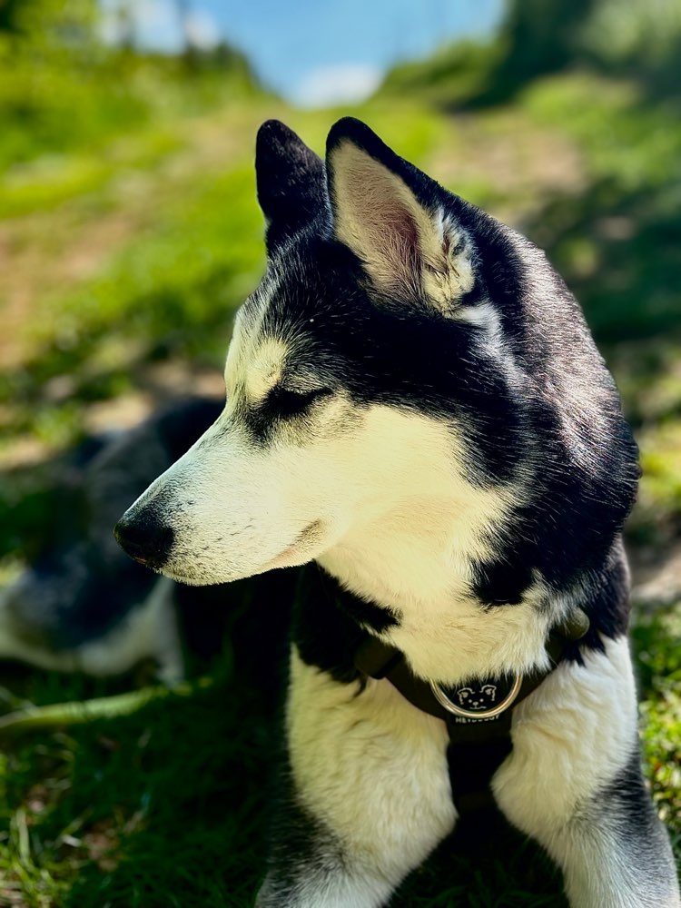 Hundetreffen-Training/Spiel und Spaß🐾❤️-Profilbild