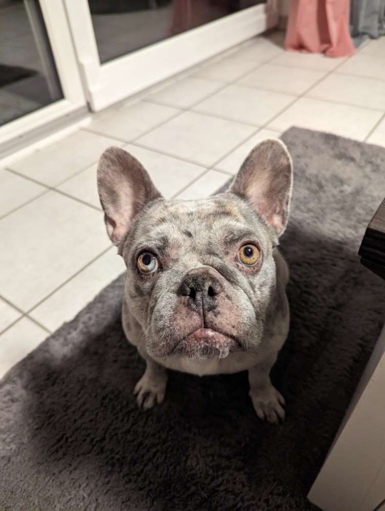 Hundetreffen-Spaziergang-Profilbild