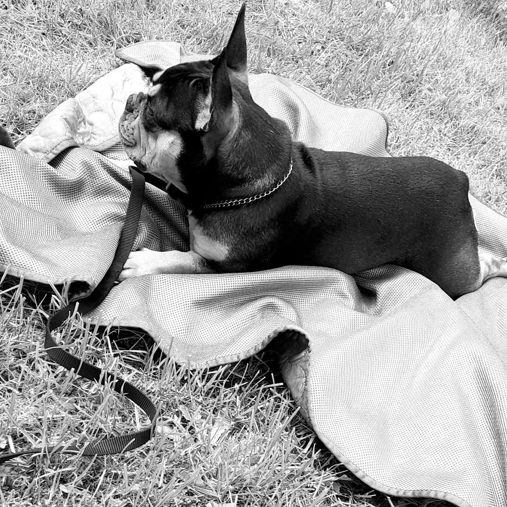 Hundetreffen-Frenchietreffen-Profilbild