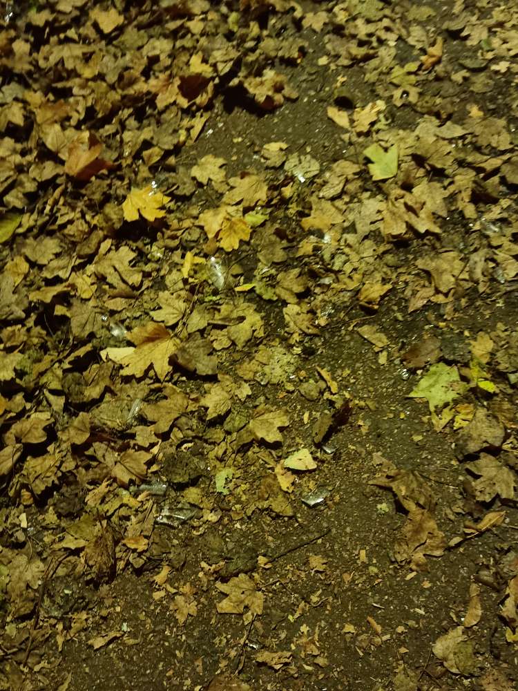 Giftköder-Glasscherben-Profilbild