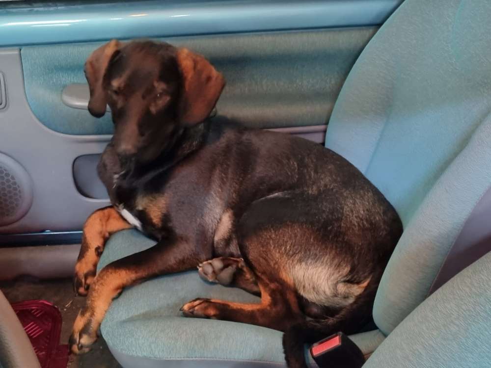 Hundetreffen-Hundefreunde gesucht zum Spielen/Gassi gehen-Profilbild