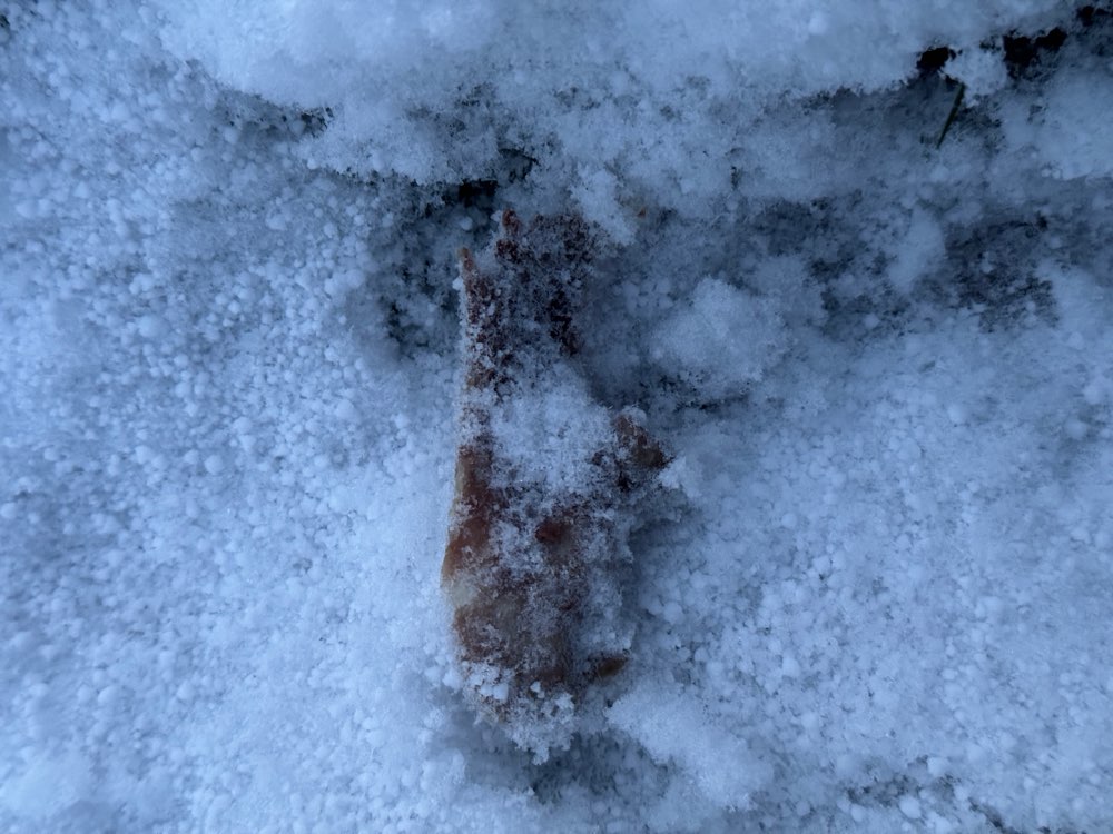 Giftköder-Giftköder-Profilbild