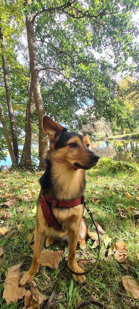 Hundetreffen-Schloßteich-Bande-Profilbild