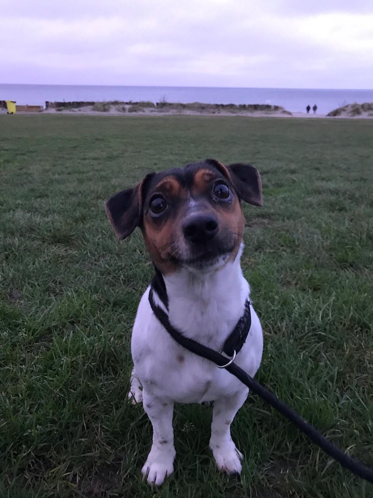 Hundetreffen-Spiel-Runde im Clara-Park od. Rosenthal-Profilbild