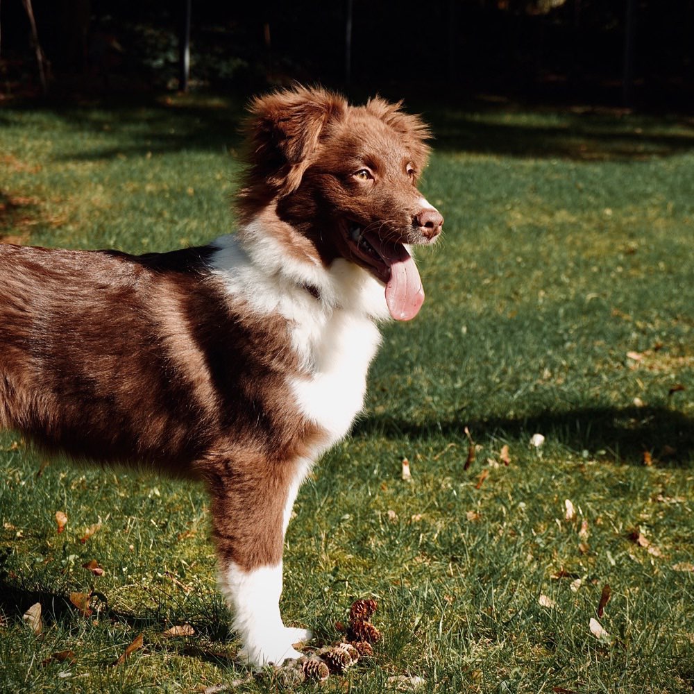 Hundetreffen-Figo sucht ruhigen Spielgefährten-Profilbild