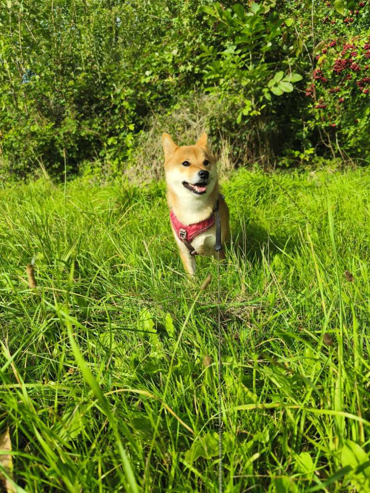 Hundetreffen-Spaziergang in Hürth-Profilbild