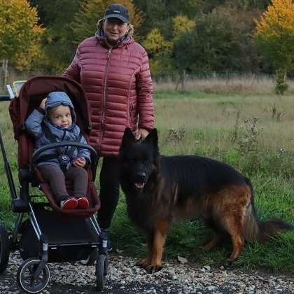 Hundetreffen-Arni sucht jemanden zum toben.-Profilbild