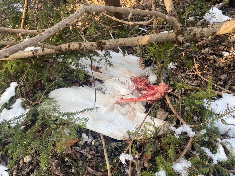 Giftköder-Toter Schwan-Profilbild