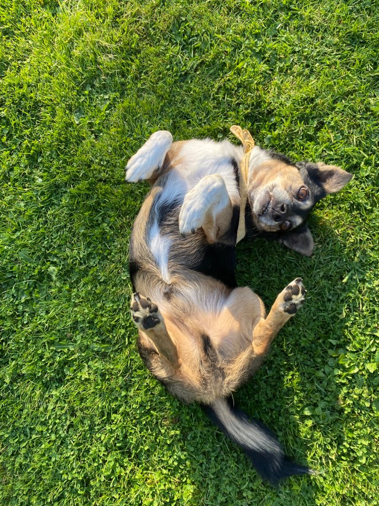 Hundetreffen-Spiel- und Gassi-Runde-Profilbild