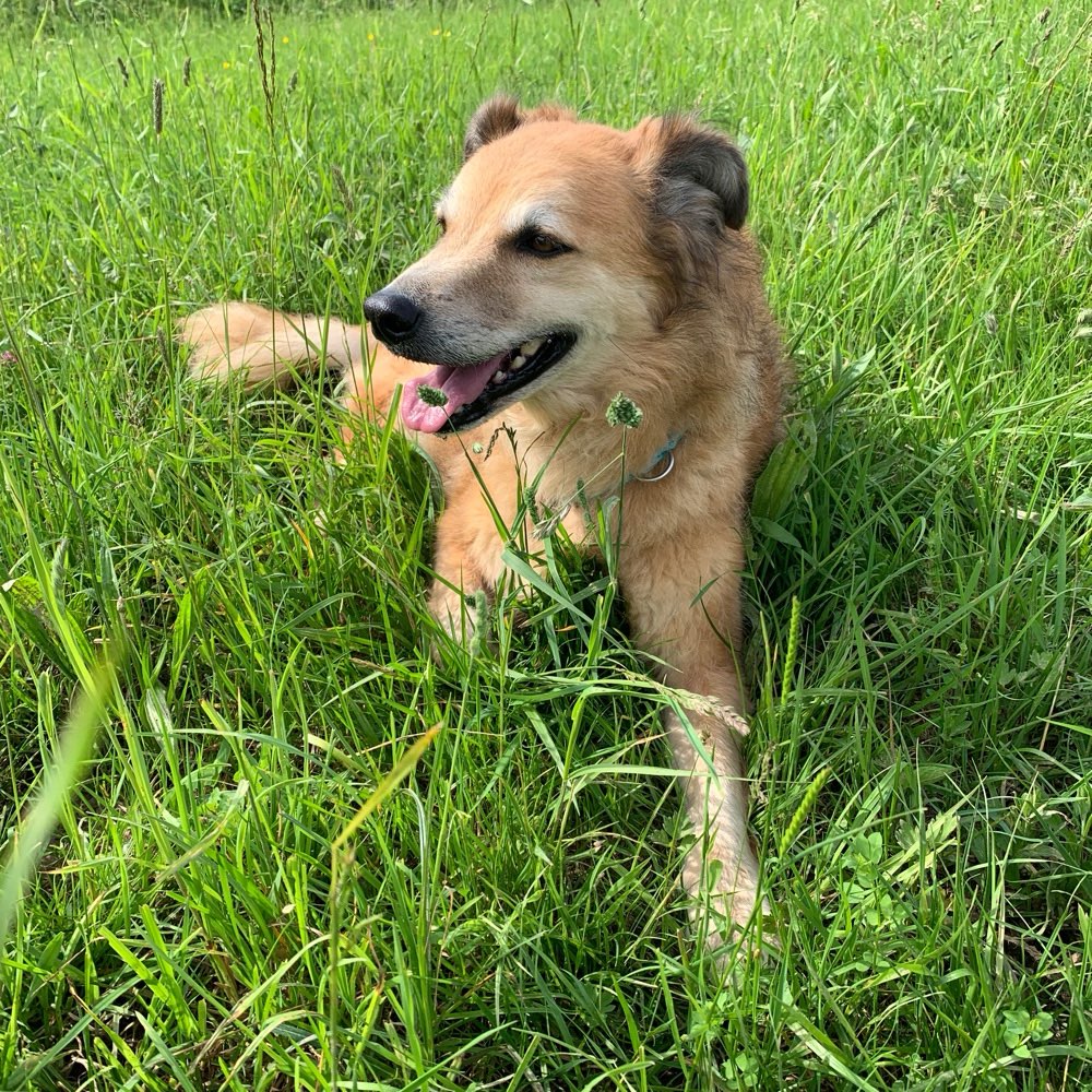 Hundetreffen-Spazieren, Gassirunde oder Wandern-Profilbild