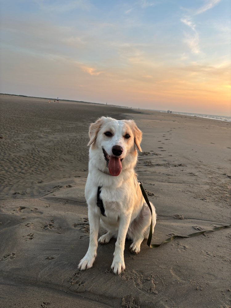 Hundetreffen-Spielen am Neckar-Profilbild