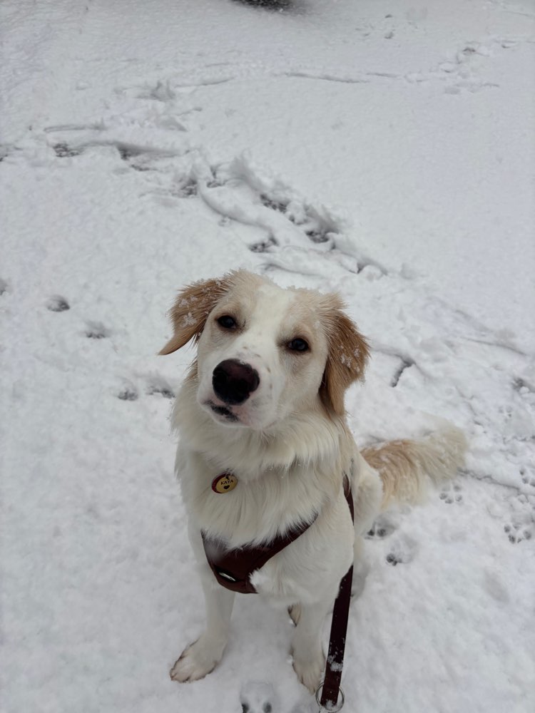 Hundetreffen-Gassi/Spielen am Feld-Profilbild