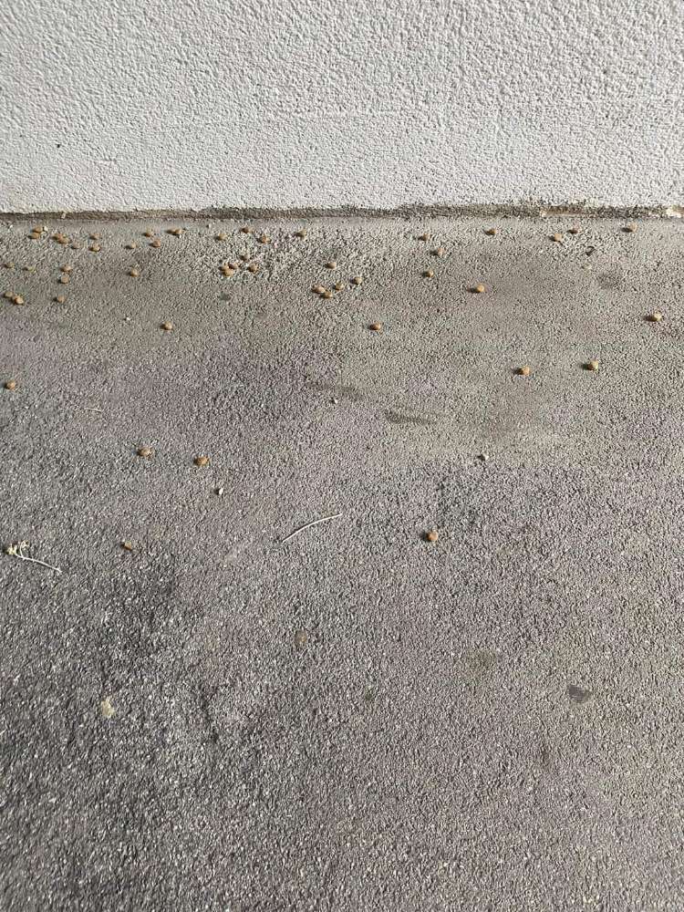 Giftköder-Möglicher Giftköder-Profilbild