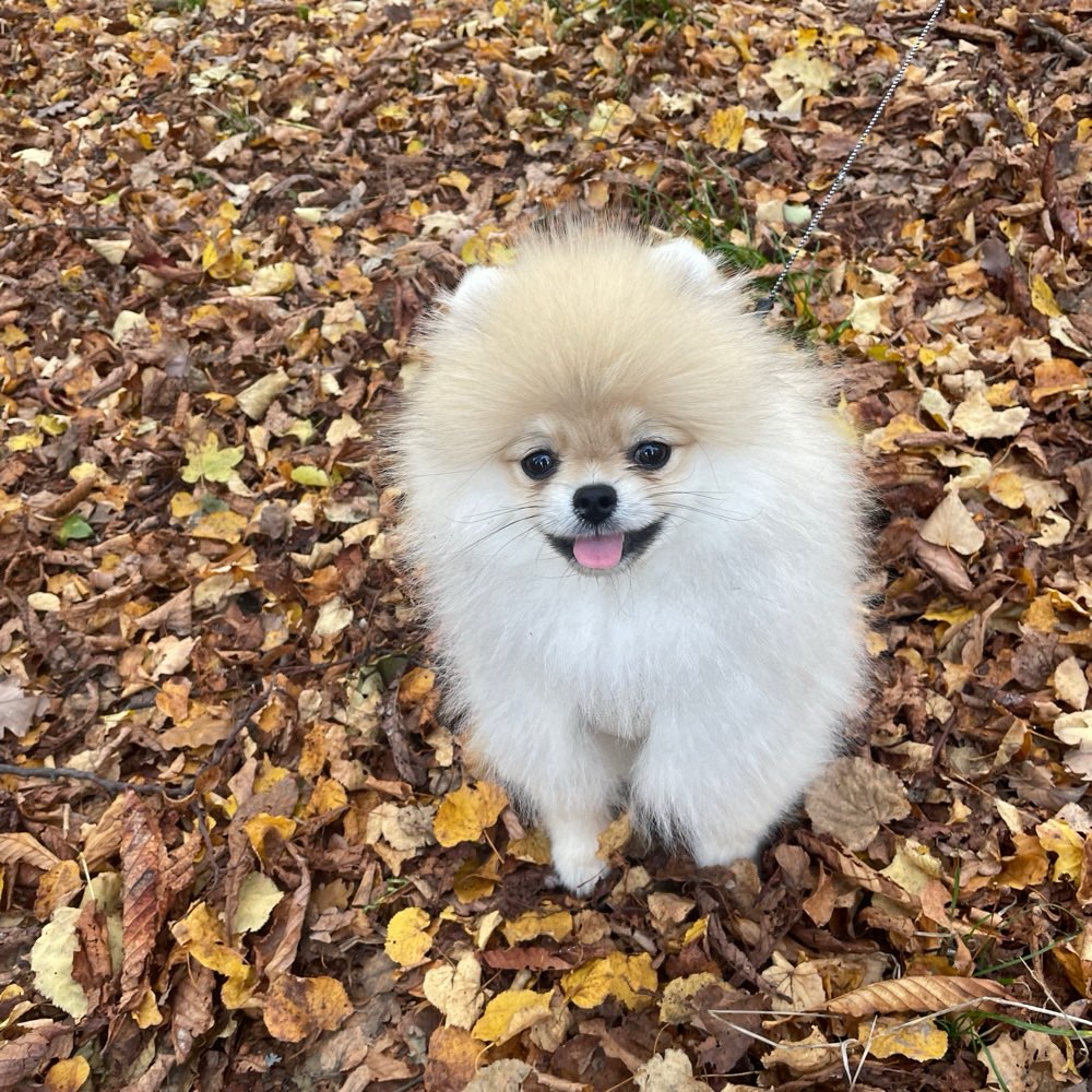 Hundetreffen-Welpentreffen Wien-Profilbild