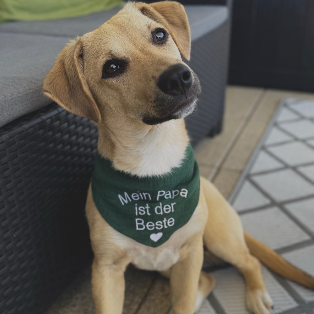 Hundetreffen-Spiel- & Spazierpartner*in gesucht 🩵-Profilbild