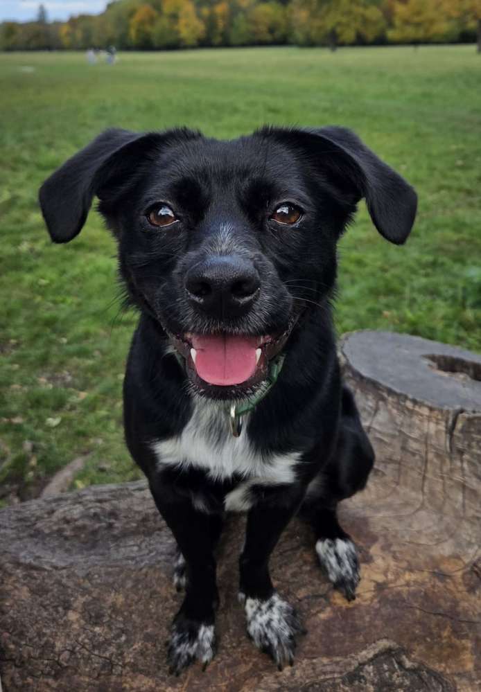 Hundetreffen-Spiel- und Gassipartner für Lotte gesucht🥰-Profilbild