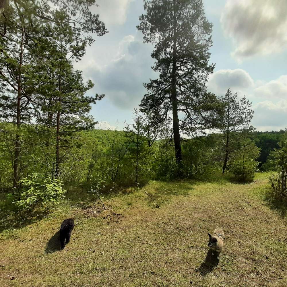 Hundetreffen-Walkies über Stock und Stein-Profilbild