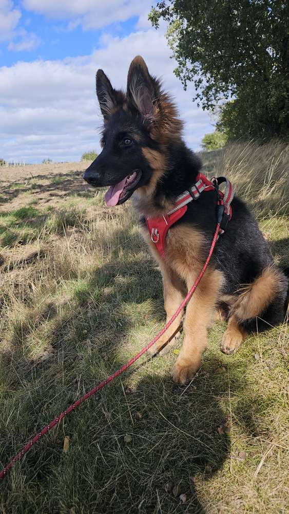 Hundetreffen-Catori sucht Spielkameraden-Profilbild
