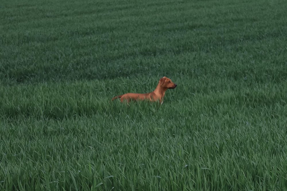 Hundetreffen-Gemeinsame Spaziergänge und Spielen-Profilbild