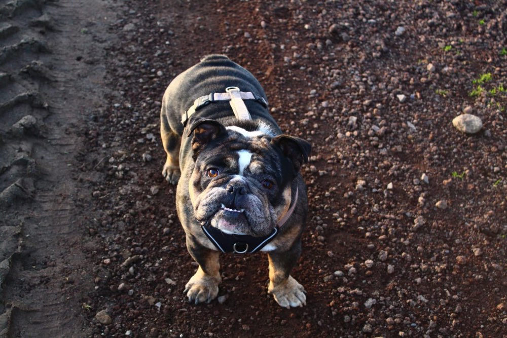 Hundetreffen-Bulldoggen Power-Profilbild
