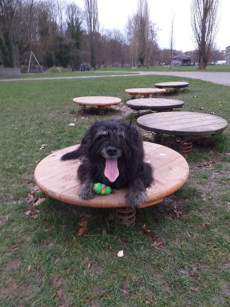 Hundetreffen-Gemeinsam Kassel und Umgebung erkunden-Profilbild