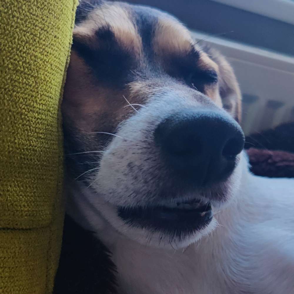 Hundetreffen-Flóki sucht ne Freundin-Profilbild