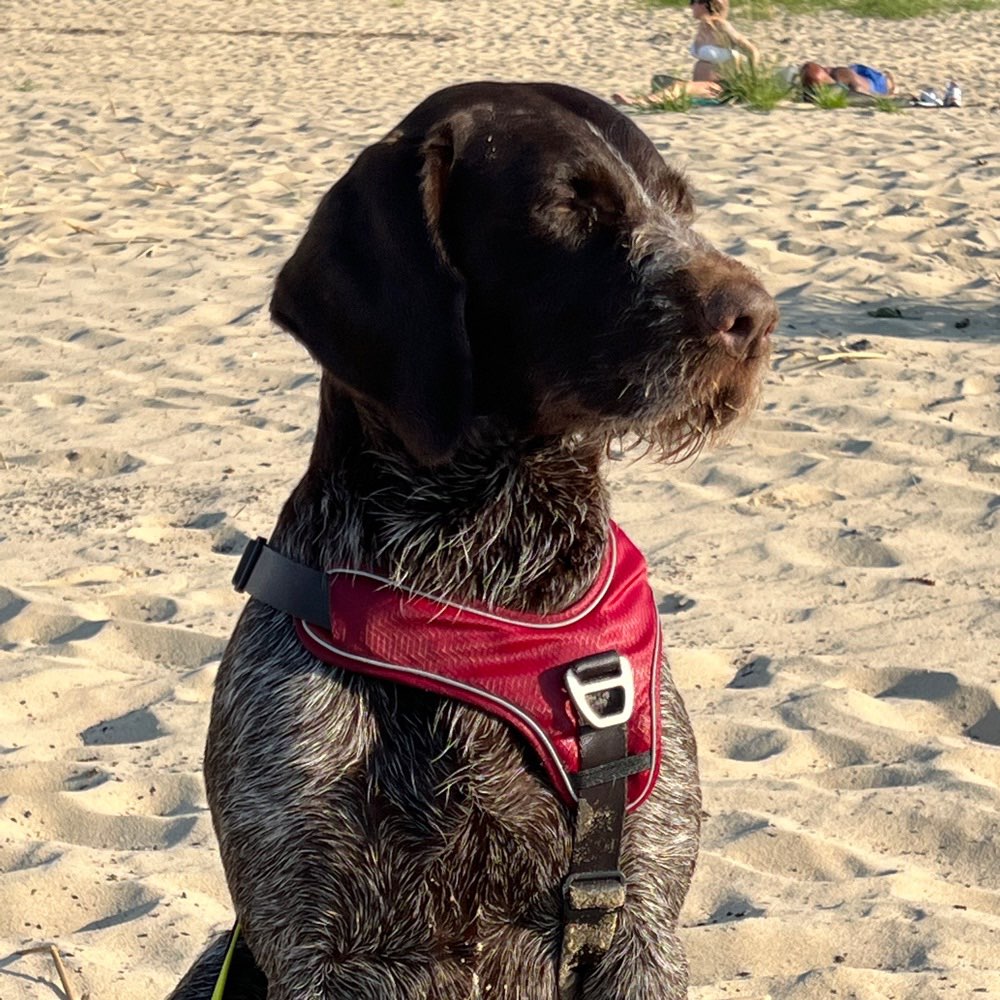 Hundetreffen-Dogwalker täglich gesucht /Hamburg- Billstedt-Profilbild