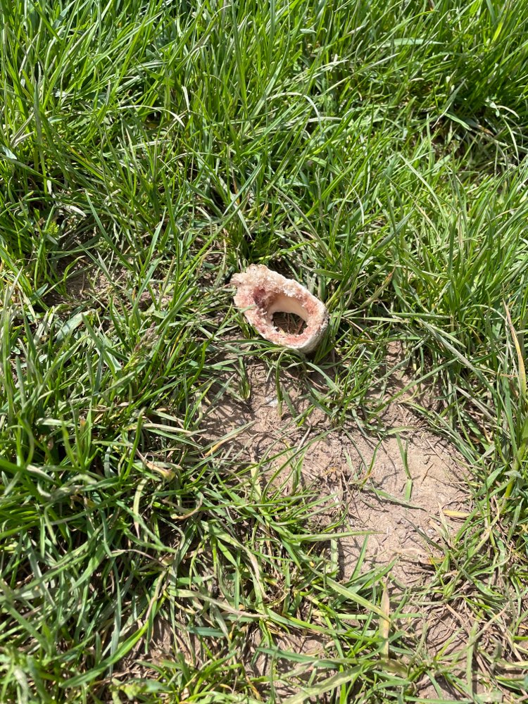 Giftköder-Möglicherweise Giftköder-Profilbild