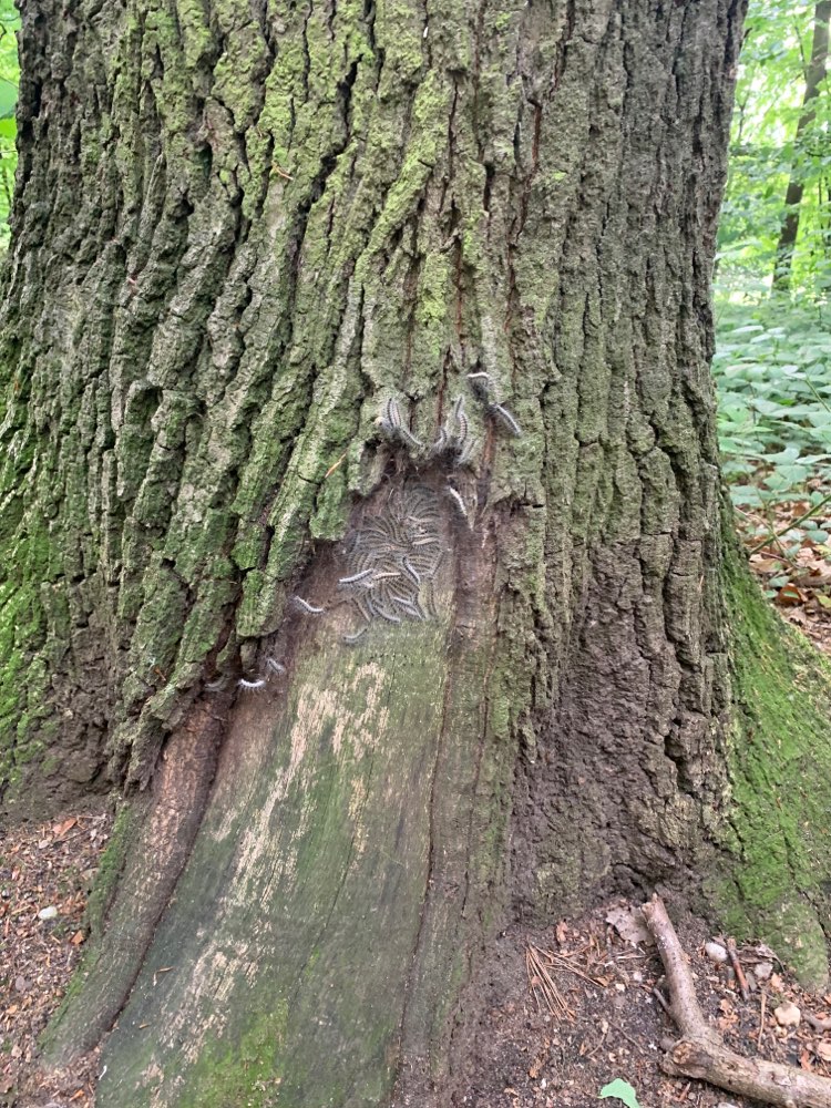 Giftköder-Eichenprozessionsspinner-Profilbild