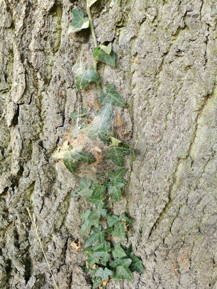 Giftköder-Eichenprozessionsspinner unten am Stamm-Profilbild