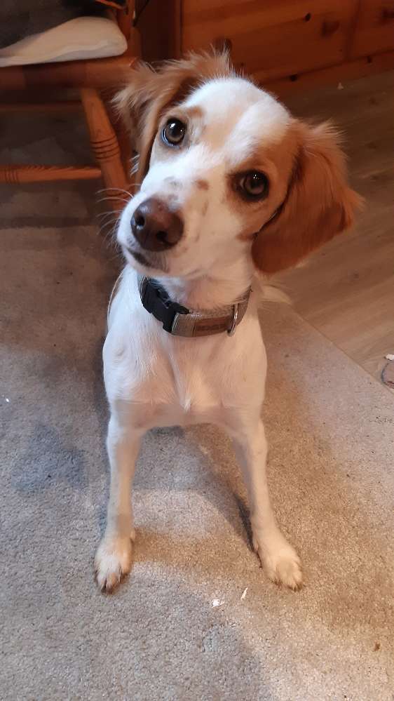 Hundetreffen-Spielrunde Baiersdorf Hundeplatz-Profilbild