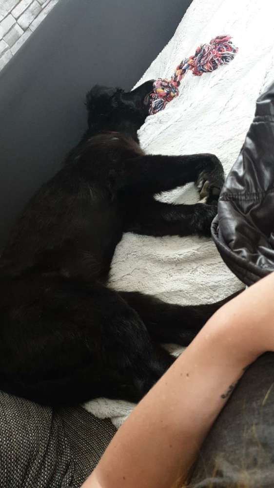 Hundetreffen-Freunde zum spielen/gassi gesucht-Profilbild