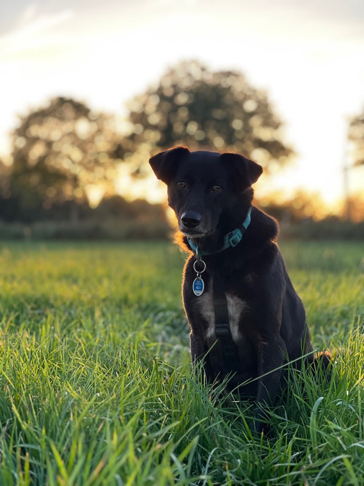 Hundetreffen-Ruhige Hunderunde für unsichere Hunde - Husum-Profilbild
