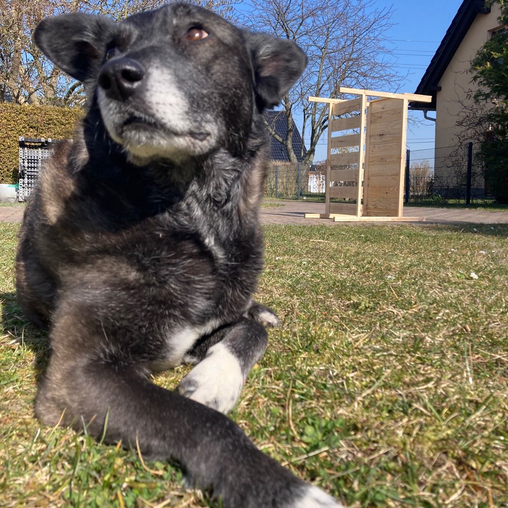 Hundetreffen-Social Walk-Profilbild