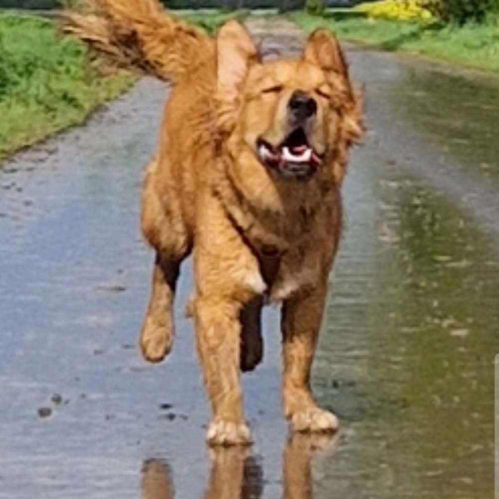 Hundetreffen-Begegnungstraing mit Fahrrädern-Profilbild