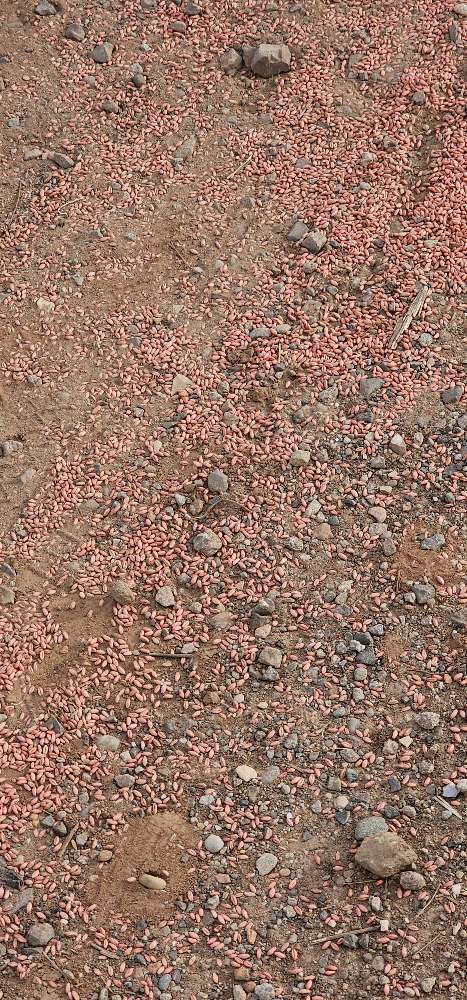 Giftköder-Mögliche Giftköder-Profilbild