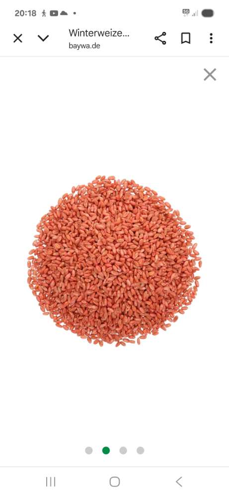 Giftköder-Achtung-evt.Giftköder-Profilbild