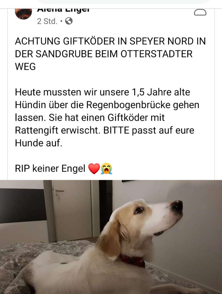 Giftköder-Giftköder-Profilbild