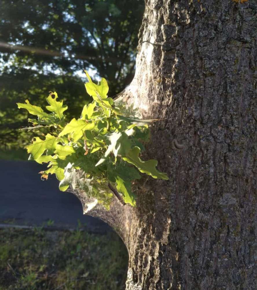 Giftköder-Eichenprozessionsspinner-Profilbild