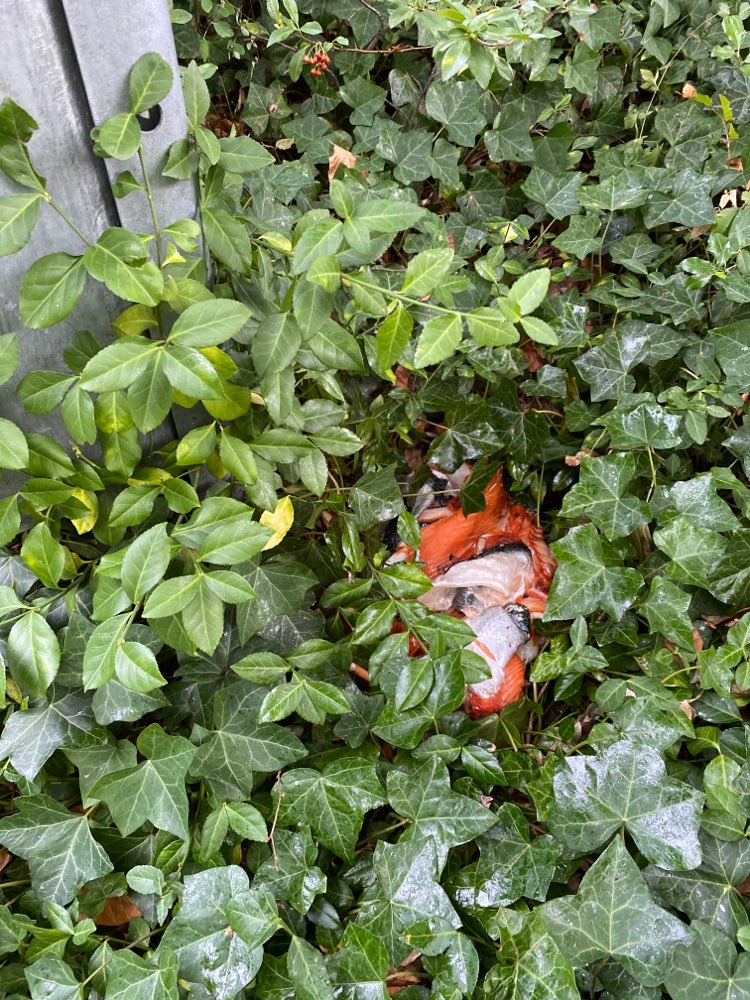 Giftköder-Fischabfälle-Profilbild