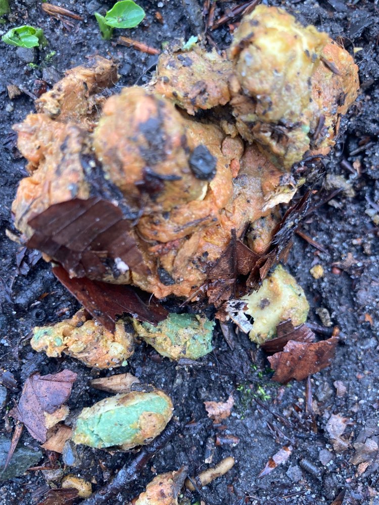 Giftköder-Giftköder!!-Profilbild