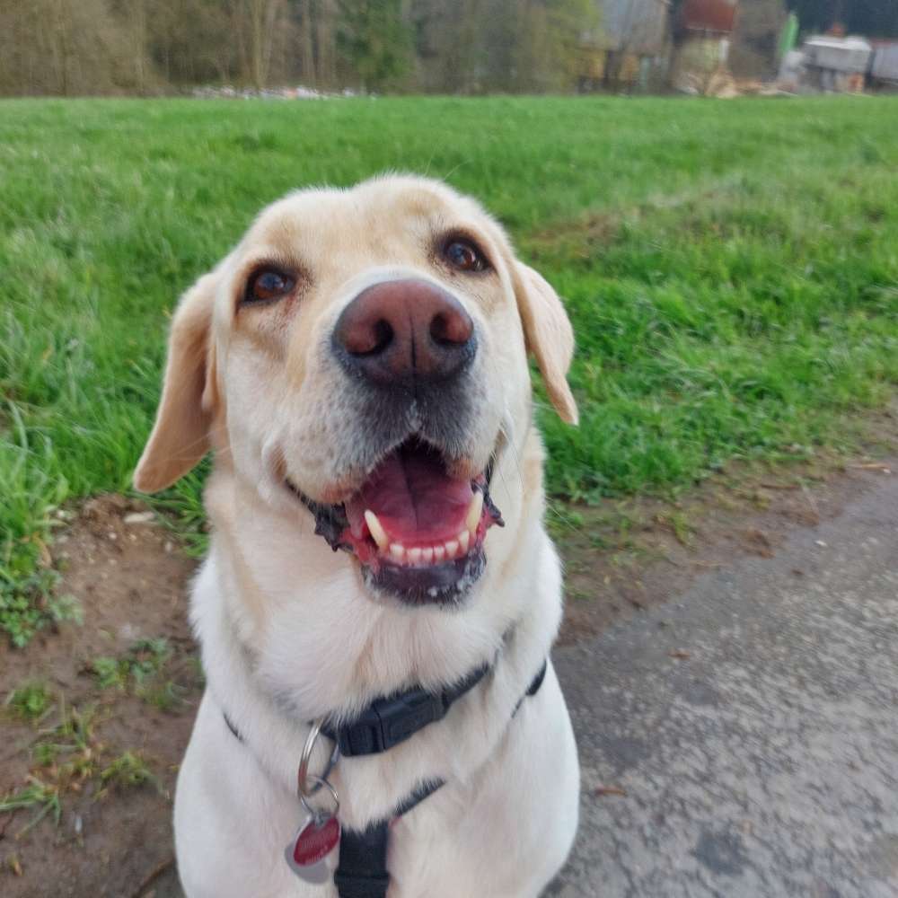 Hundetreffen-Sozialisierung und Spazieren gehen-Profilbild