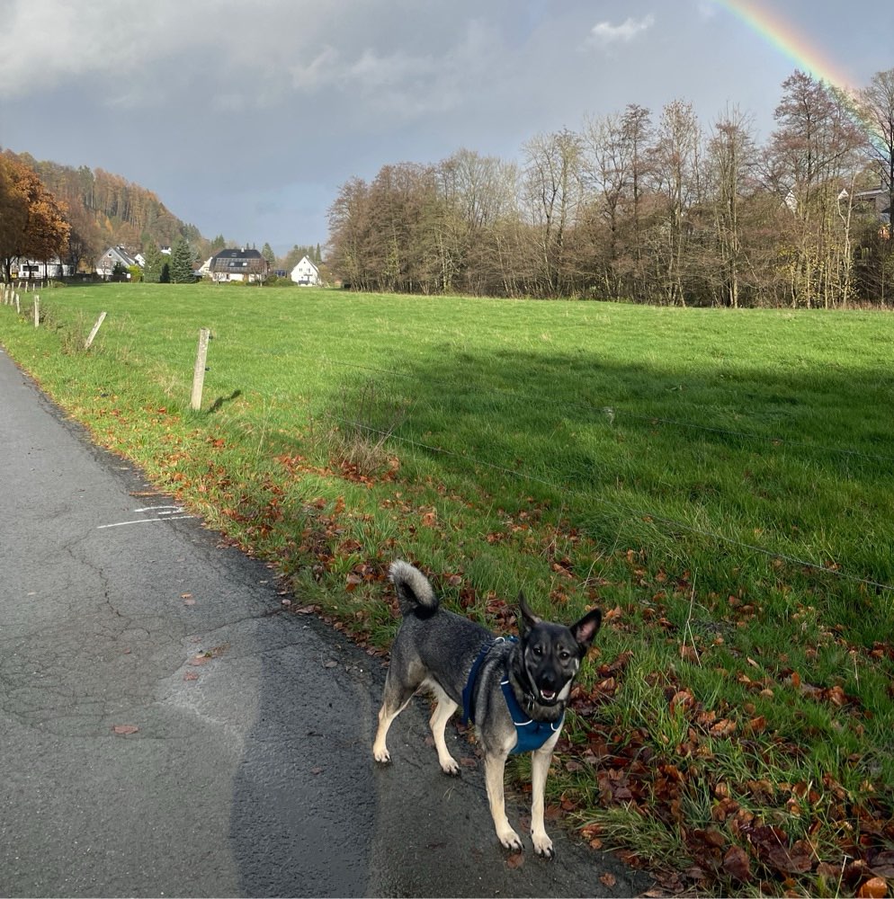 Hundetreffen-Ich würde mich um ein Treffen freuen-Profilbild