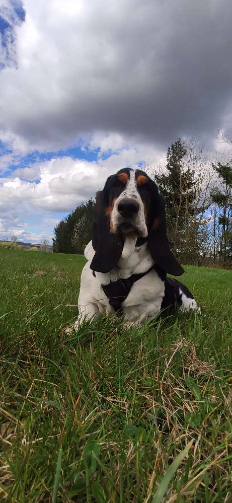 Hundetreffen-Junghunde Spieltreffen-Profilbild