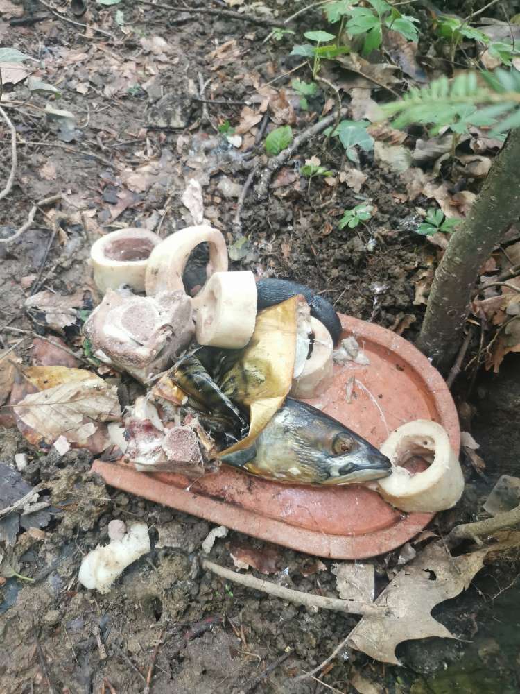 Giftköder-Möglicher Giftköder-Profilbild