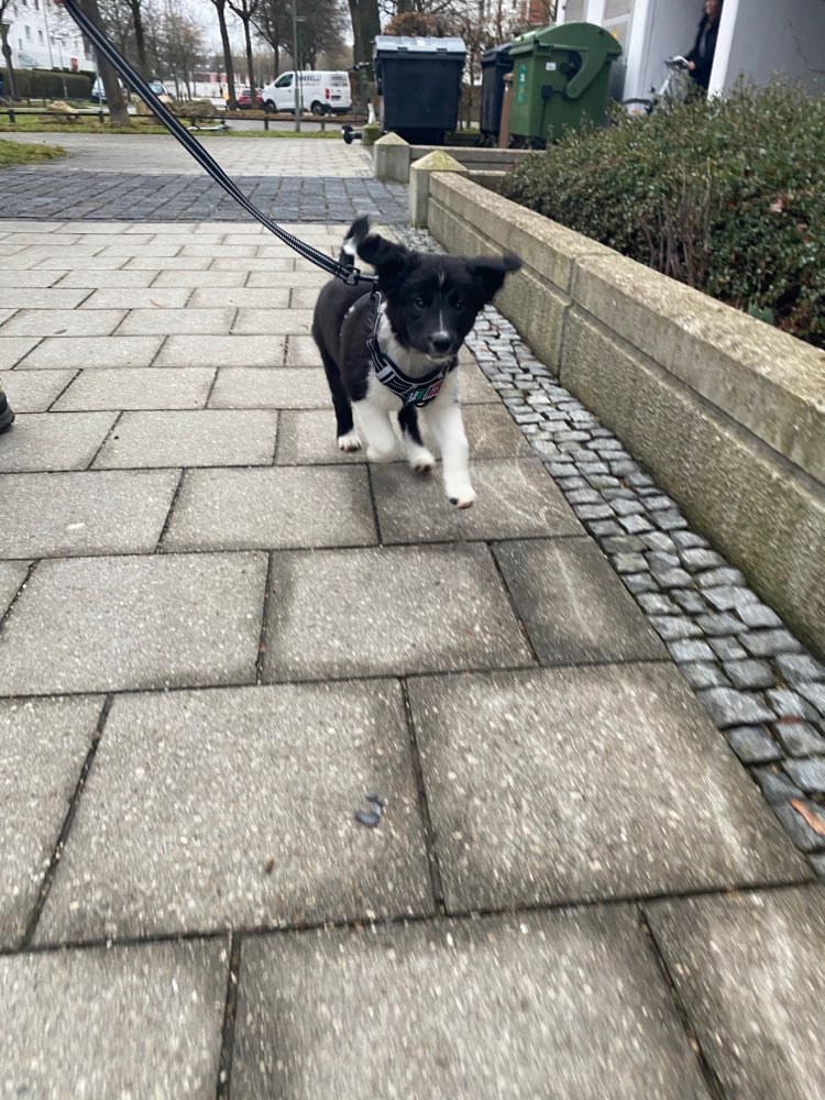 Hundetreffen-Welpentreff & -Spielrunde-Profilbild