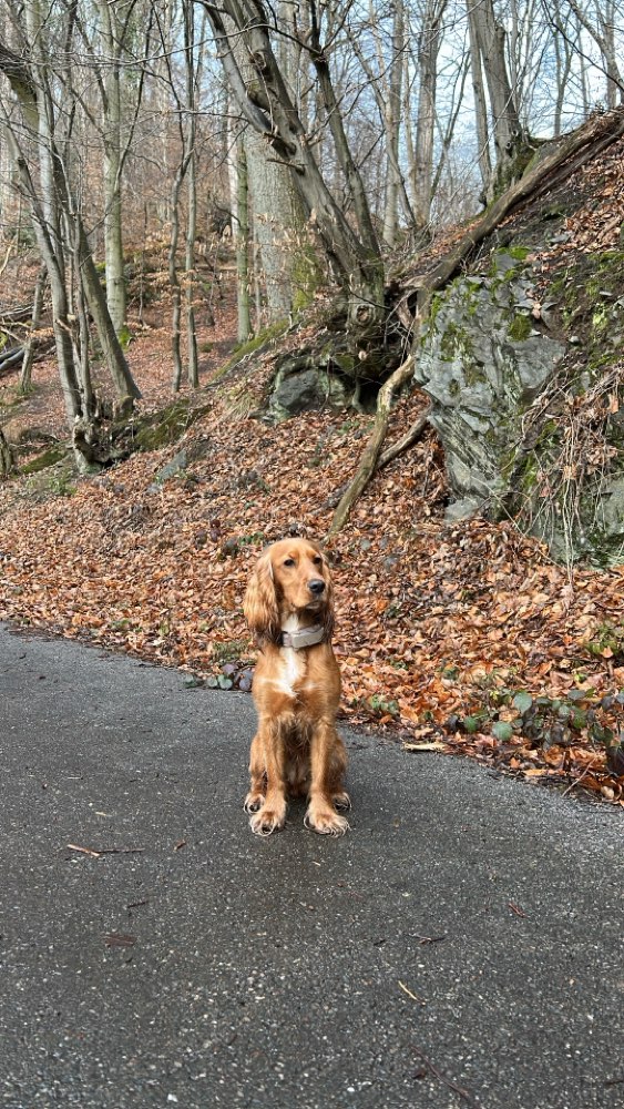 Hundetreffen-Cocker Treff-Profilbild