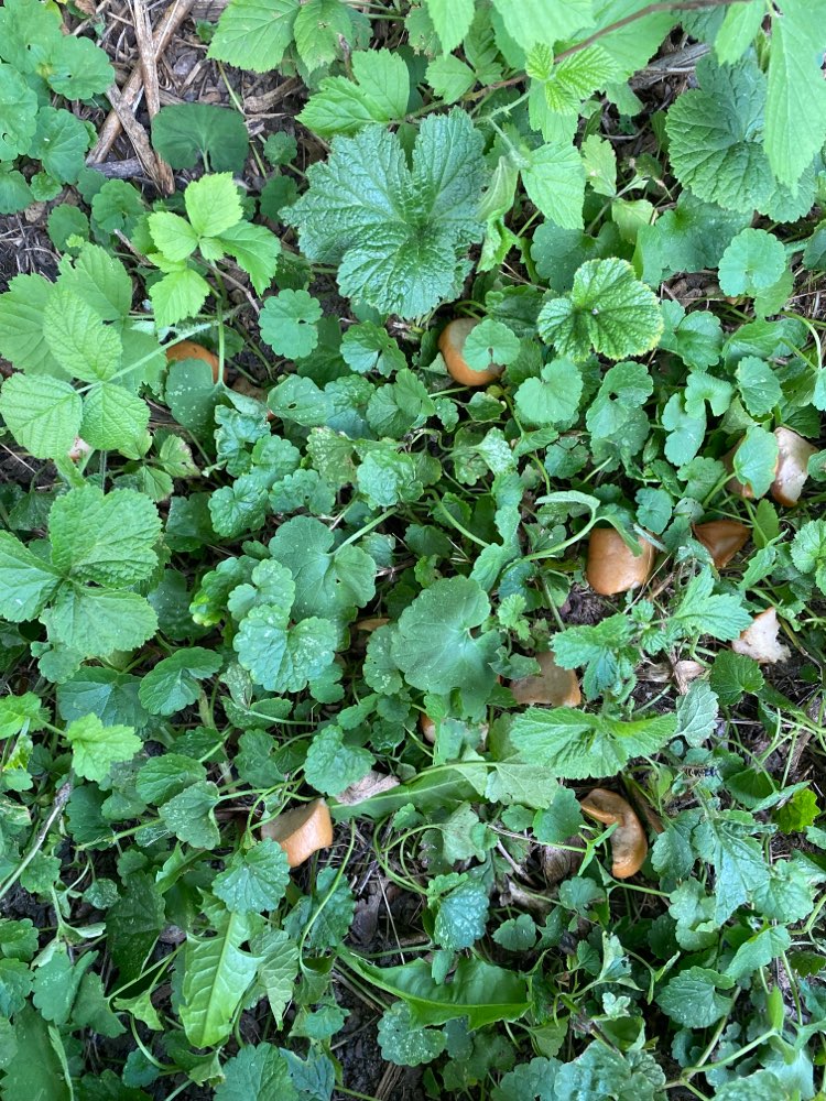 Giftköder-Ausgelegte Wurststücke-Profilbild