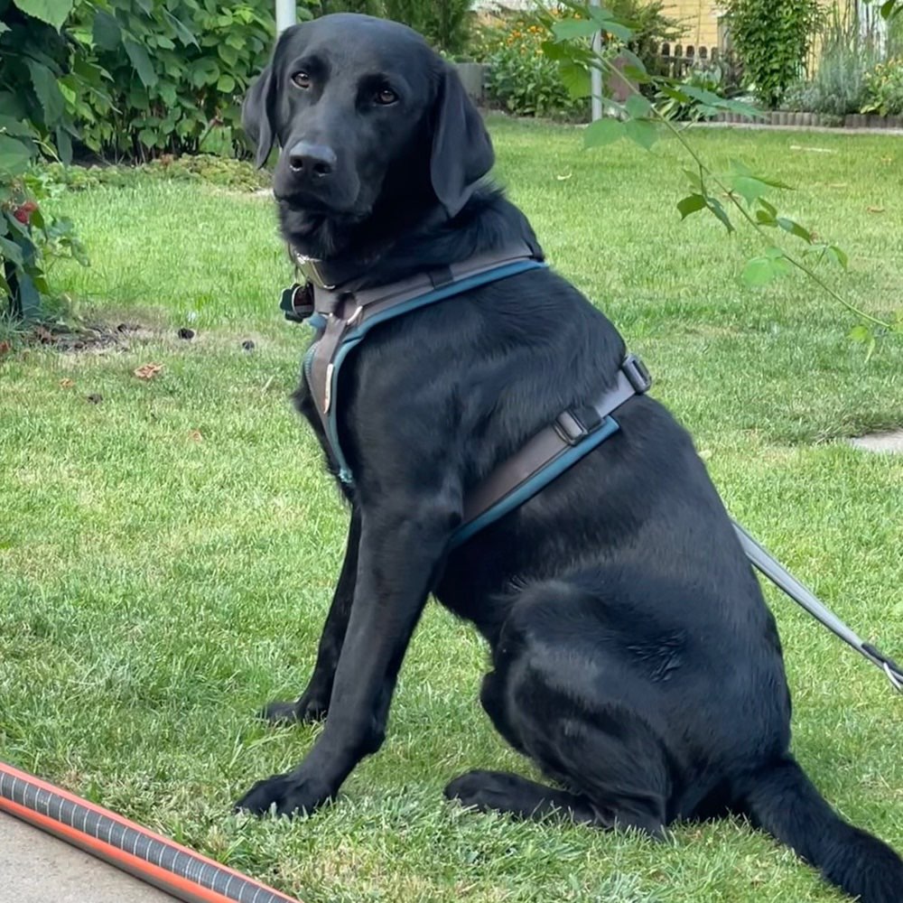 Hundetreffen-Gassi- oder Spieltreffen-Profilbild