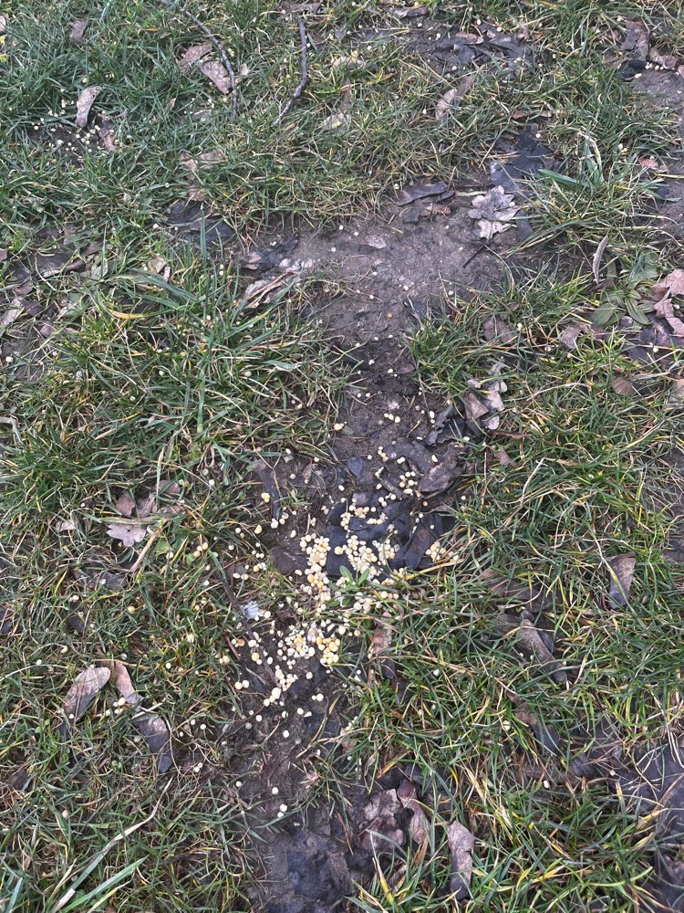 Giftköder-Eventuell Giftköder-Profilbild